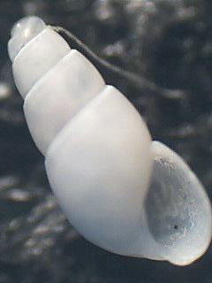 Odostomia sps